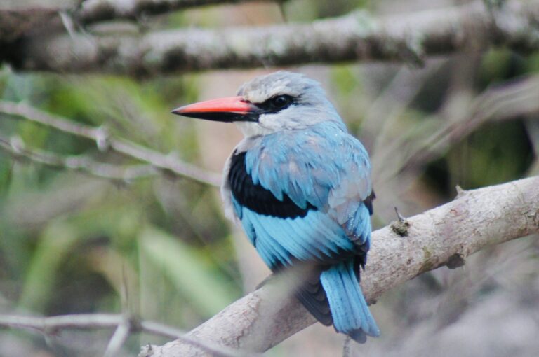 Wildtiere im Krüger-Nationalpark, Südafrika