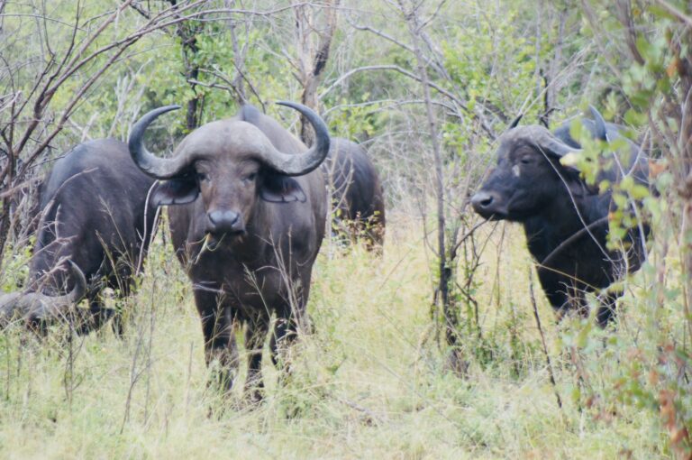 Wildtiere im Krüger-Nationalpark, Südafrika