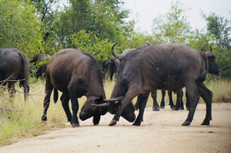Wildtiere im Krüger-Nationalpark, Südafrika