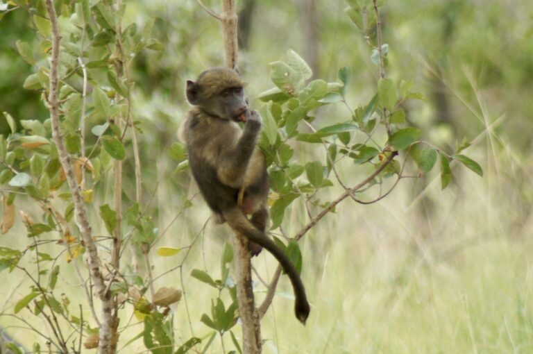 Wildtiere im Krüger-Nationalpark, Südafrika