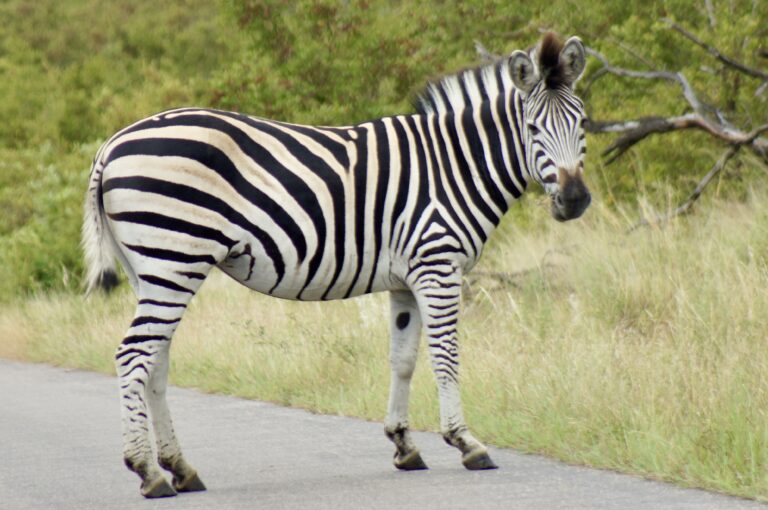 Wildtiere im Krüger-Nationalpark, Südafrika
