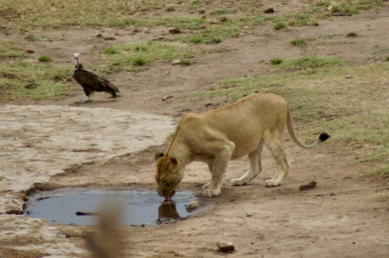 Wildtiere im Krüger-Nationalpark, Südafrika