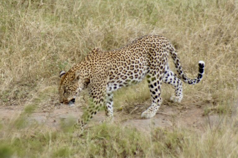 Wildtiere im Krüger-Nationalpark, Südafrika