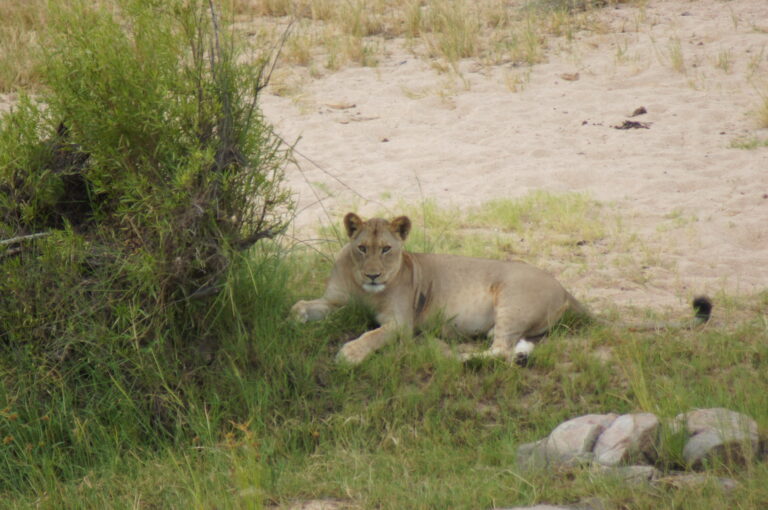 Wildtiere im Krüger-Nationalpark, Südafrika
