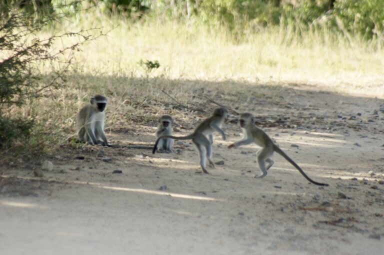 Wildtiere im Krüger-Nationalpark, Südafrika
