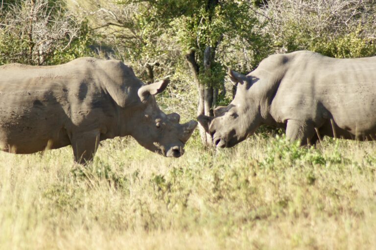 Wildtiere im Krüger-Nationalpark, Südafrika