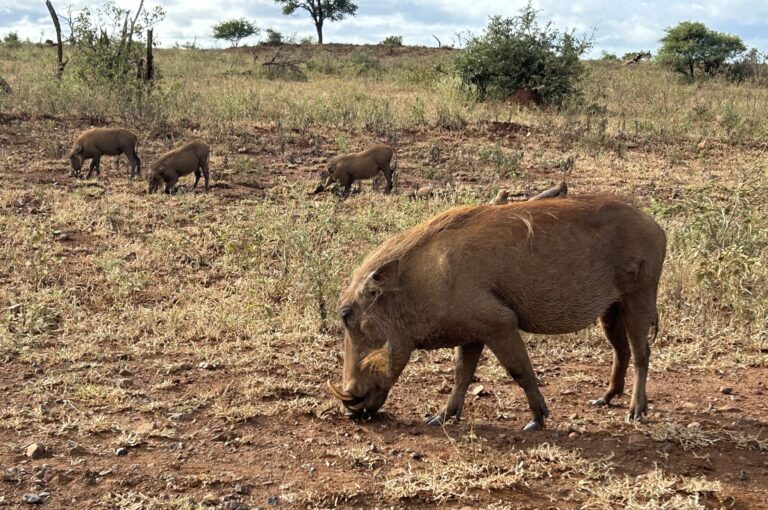 Wildtiere im Krüger-Nationalpark, Südafrika