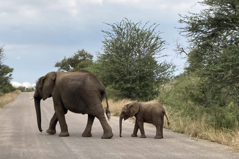Wildtiere im Krüger-Nationalpark, Südafrika